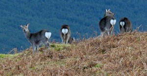 Deer in Glendalough by Rosaleen Durkin